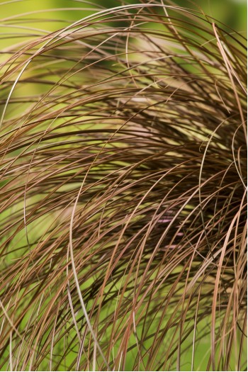 Осока волосовидная `Бронз Перфекшн` | Carex comans `Bronze Perfection` | Осока волосовидна `Бронз Перфекшн`